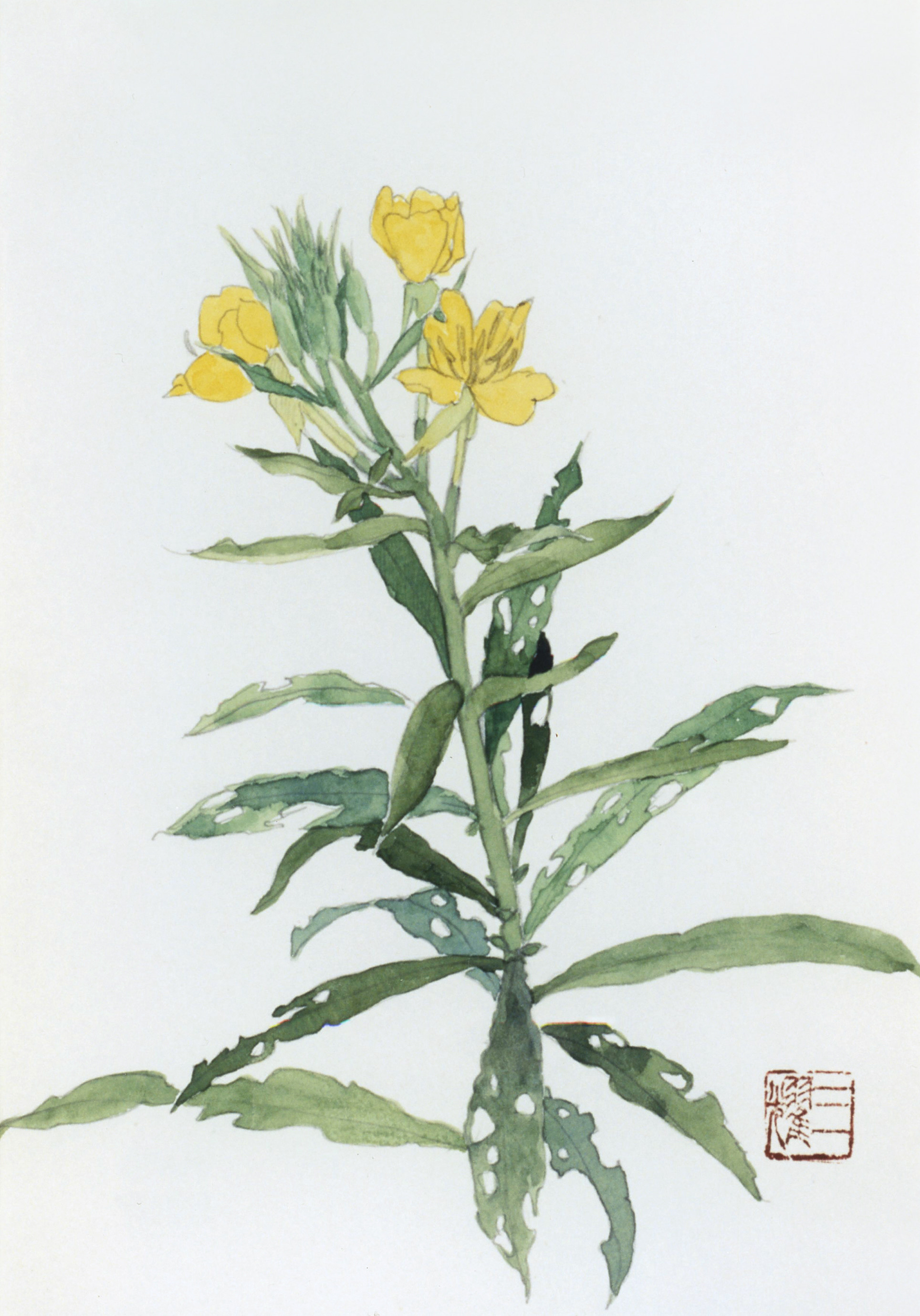 月見草 (Tsukimiso)
